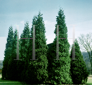 Picture of Thuja plicata 'Grovepli (Spring Grove)'