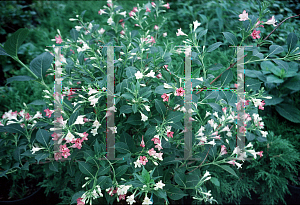 Picture of Weigela florida 'Versicolor'