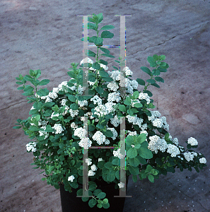 Picture of Spiraea betulifolia 