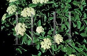 Picture of Viburnum dentatum 'Synnestvedt (Chicago Lustre)'