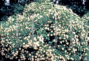Picture of Viburnum dentatum 'Morton (Northern Burgundy)'