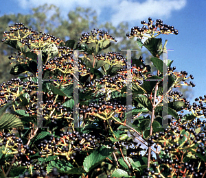 Picture of Viburnum dentatum 'Morton (Northern Burgundy)'