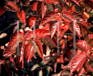 Picture of Viburnum dentatum 'Morton (Northern Burgundy)'