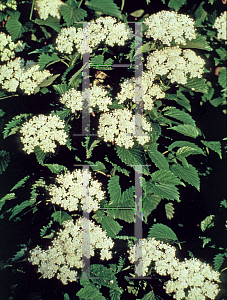 Picture of Viburnum dentatum 'Ralph Senior (Autumn Jazz)'