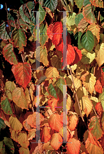 Picture of Viburnum dentatum 'Ralph Senior (Autumn Jazz)'