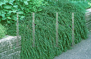 Picture of Cotoneaster x 'Hessei'