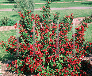 Picture of Weigela florida 'Red Prince'