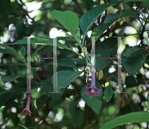 Picture of Clerodendrum ugandense 