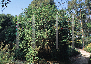 Picture of Iochroma grandiflora 