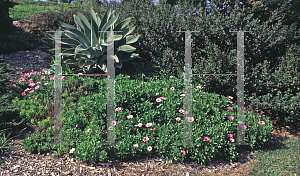 Picture of Osteospermum fruticosum 