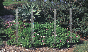 Picture of Osteospermum fruticosum 