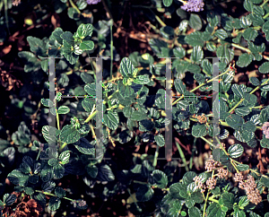 Picture of Ceanothus x 'Ray Hartman'