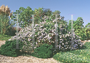 Picture of Plumbago auriculata 'Royal Cape'