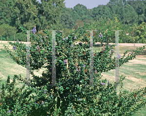 Picture of Ceanothus x 'Ray Hartman'