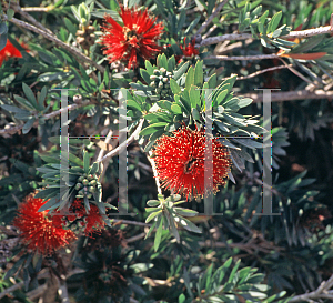 Picture of Callistemon  'Little John'