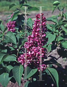 Picture of Syringa vulgaris 'Charles Jolly'