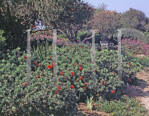 Picture of Callistemon  'Little John'