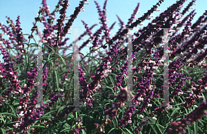 Picture of Salvia leucantha 