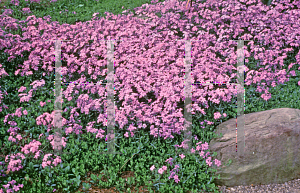 Picture of Phlox stolonifera 'Home Fires'