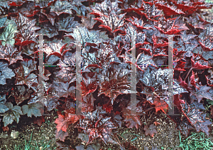 Picture of Heuchera micrantha 'Palace Purple'