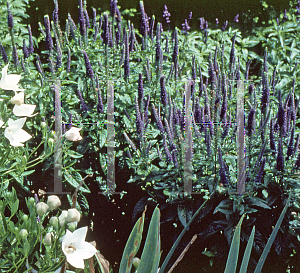 Picture of Veronica longifolia 'Sunny Border Blue'