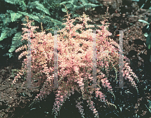 Picture of Astilbe simplicifolia 'Sprite'