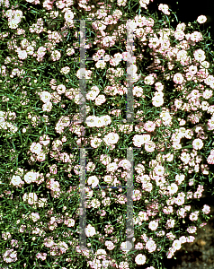 Picture of Gypsophila muralis 'Gypsy'