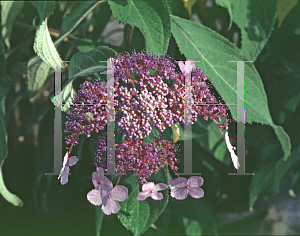 Picture of Hydrangea aspera 