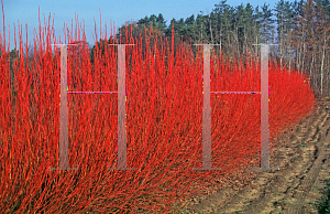 Picture of Cornus stolonifera 'Cardinal'