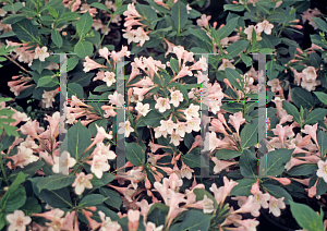 Picture of Weigela florida 'Polka'