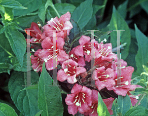 Picture of Weigela florida 'Bristol Ruby'