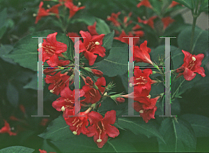 Picture of Weigela florida 'Courtared(Lucifer)'
