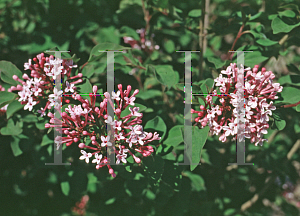 Picture of Syringa meyeri 'Superba'