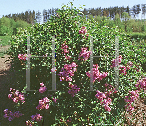 Picture of Syringa x persica 