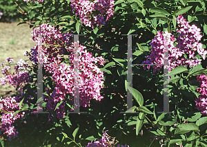 Picture of Syringa x persica 