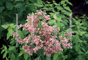 Picture of Syringa x 'Nike'