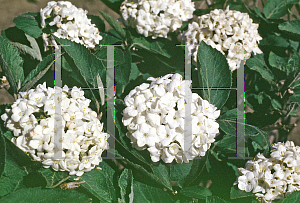 Picture of Viburnum x carlcephalum 