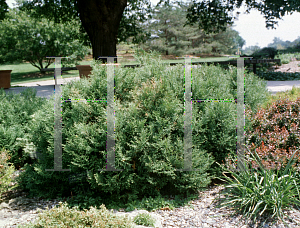 Picture of Thuja occidentalis 'Sherwood Moss'