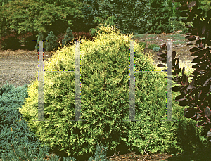 Picture of Thuja occidentalis 'Rheingold'