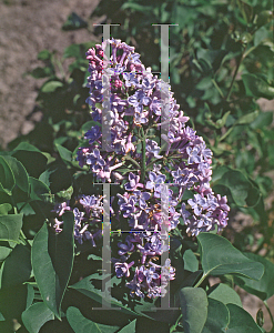 Picture of Syringa vulgaris 'Pres. Grevy'