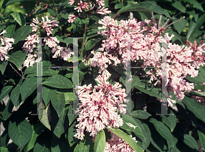 Picture of Syringa x prestoniae 'Coral'