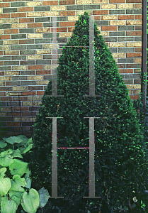 Picture of Taxus cuspidata 'Capitata'