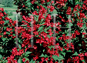 Picture of Weigela florida 'Red Prince'