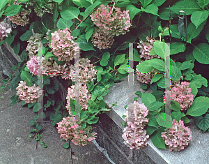 Picture of Hydrangea macrophylla 'All Summer Beauty'