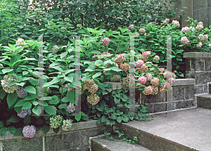 Picture of Hydrangea macrophylla 'All Summer Beauty'