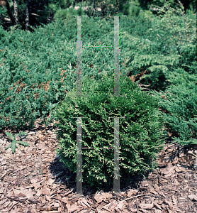 Picture of Thuja occidentalis 'Little Giant'