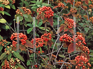 Picture of Viburnum lantana 'Rugosum'