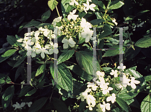 Picture of Viburnum plicatum f. tomentosum 'Wantanabei'