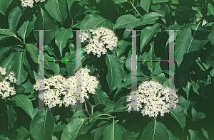 Picture of Viburnum lentago 