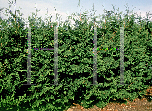 Picture of Thuja plicata 'Excelsa'